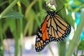 Closeup of a monarch butterfly emerging from a chrysalis Royalty Free Stock Photo