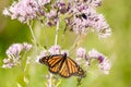 Closeup of a Monarch butterfly perched atop a vibrant wildflower in a lush meadow Royalty Free Stock Photo