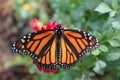 Monarch Butterfly on red flower with green foliage, Royalty Free Stock Photo