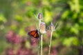 A monarch butterfly looking for nectar on green thistle Royalty Free Stock Photo