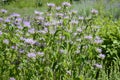 Monarda fistulosa with lavender flowers Royalty Free Stock Photo