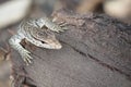 CloseUp of Monitary Lizard