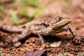 Closeup of a Monito gecko lizard in the wilderness Royalty Free Stock Photo