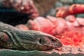 Closeup monitor muzzle in red light. Lizard behind the glass close-up