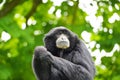 Closeup of a monkey with black fur, Siamang against blurred background Royalty Free Stock Photo