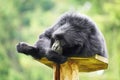 Closeup of a monkey with black fur, Siamang lying on a wooden table against blurred background Royalty Free Stock Photo