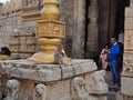 Closeup of Monkey Eating Banana sitting in the entrance of the temple golden Dwaja Stambha