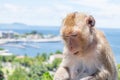 Closeup monkey eating vegetable.