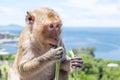 Closeup monkey eating vegetable.