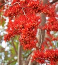 Closeup Monkey Flower Tree or Fire of Pakistan on Blurred Nature