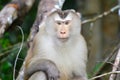 Closeup Monkey portrait