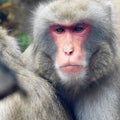 Closeup of a monkey's face