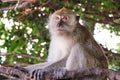 Closeup monkey sit