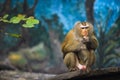 Closeup A monkey sitting on a piece of wood in a forest park Royalty Free Stock Photo