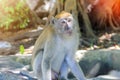 Closeup monkey walking