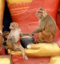Monkeys at Budha statue Royalty Free Stock Photo