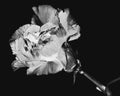 A closeup of a monochrome photo a single carnation. Royalty Free Stock Photo