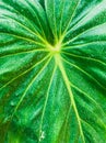 closeup monstera of green texture and background