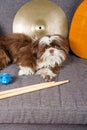 Closeup of a 6 month old shih tzu puppy surrounded by cymbals, drumsticks and guitar