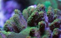 Orange And Green Montipora Coral Royalty Free Stock Photo