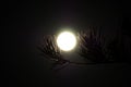 Closeup moon with branch of pine.