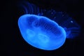 Closeup of Moon jelly (Aurelia aurita)