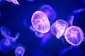 A closeup of moon jellyfish. Royalty Free Stock Photo