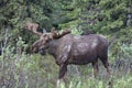 Closeup of a moose with majestic hoorns grazing in the forest Royalty Free Stock Photo