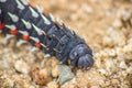 Closeup of a mopani worm Royalty Free Stock Photo