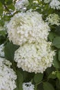 Mophead Hydrangea, Closeup Royalty Free Stock Photo