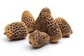 Closeup of Morel Mushrooms Isolated on a Transparent Background. AI