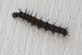 Closeup of Morning Cloak Spiked Caterpillar