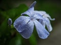 Closeup morning dew on a blue leaf flowers Royalty Free Stock Photo