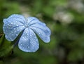 Closeup morning dew on a blue leaf flowers Royalty Free Stock Photo