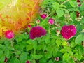 Closeup of morning dew covered flower of Rose 'Munstead Wood' Au