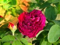 Closeup of morning dew covered flower of Rose 'Munstead Wood' Ausbernard backlit in morning light in English Royalty Free Stock Photo