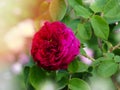 Closeup of morning dew covered flower of Rose 'Munstead Wood' Au