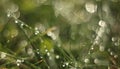 Closeup morning dew sunny photo background