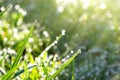 Closeup Of Morning Dew At Sunrise On Leaves Of Young Green Grass, Bokeh Effect