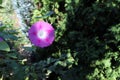 Closeup morning glory flower in a garden. Ipomoea purpurea, the common morning-glory, tall morning-glory, or purple Royalty Free Stock Photo