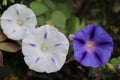 Closeup morning glory flower in a garden. Ipomoea purpurea, the common morning-glory, tall morning-glory, or purple morning glory. Royalty Free Stock Photo