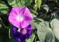 Closeup morning glory flower in a garden. Ipomoea purpurea, the common morning-glory, tall morning-glory, or purple Royalty Free Stock Photo