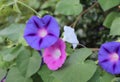 Closeup morning glory flower in a garden. Ipomoea purpurea, the common morning-glory, tall morning-glory, or purple morning glory Royalty Free Stock Photo