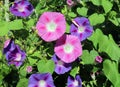 Closeup morning glory flower in a garden. Ipomoea purpurea, the common morning-glory, tall morning-glory, or purple Royalty Free Stock Photo