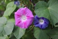 Closeup morning glory flower in a garden. Ipomoea purpurea, the common morning-glory, tall morning-glory, or purple morning glory. Royalty Free Stock Photo