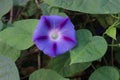 Closeup morning glory flower in a garden. Ipomoea purpurea, the common morning-glory, tall morning-glory, or purple morning glory. Royalty Free Stock Photo