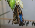 Closeup of a Morpho deidamia butterfly perched on a green leaf