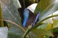 Closeup of a Morpho deidamia butterfly perched on a green leaf
