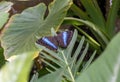 Closeup of a Morpho deidamia butterfly perched on a green leaf