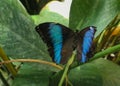 Closeup of a Morpho deidamia butterfly perched on a green leaf